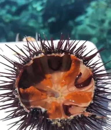 Piccolo E Grazioso Al Centro Di Ustica *
